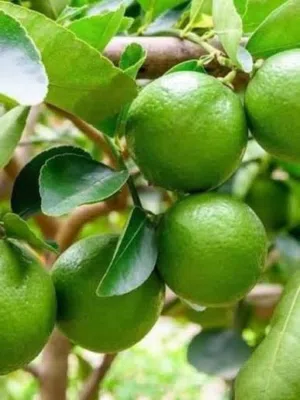متوفر  كمية من البذور   ليمون بن زهير. المصري   Lemon seeds from Ben Zuhair