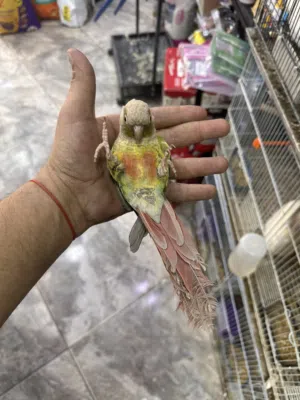 جرين شيك اليف