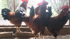 للبيع دياكة فرنسية بيور 100% عمر عشر شهور