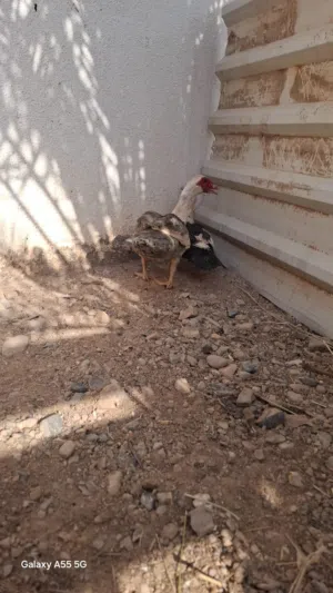 للبيع بط منتجات