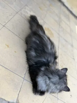 قطه للبيع اليفه كلش تلعب وما توصخ