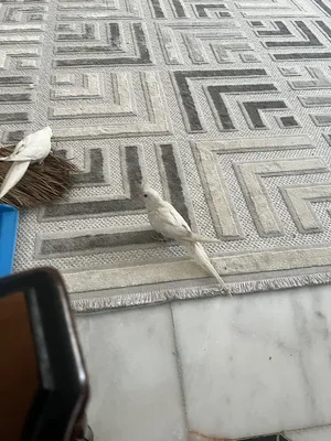 ‏ببغاء‏3