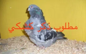 مطلوب ذكر كشكي