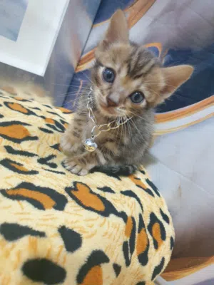 كيتين بنغال فى ابوظبى