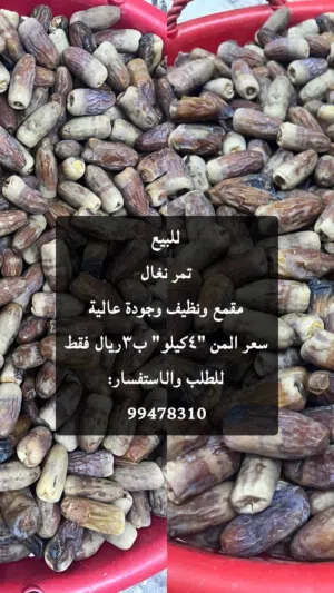 تمر نغال جودة عالية للبيع
