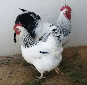 بيض دحي سايكس