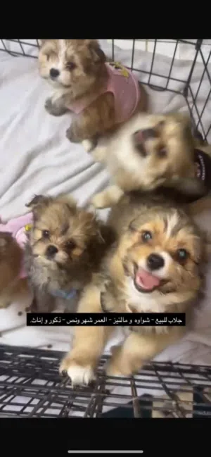 شواوه و مالتيز لعوبين حق اليهال باقي 4 حبات