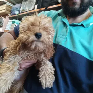 بودل ......