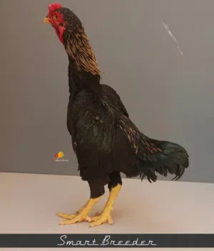 اعثر على زوج كوشامو منتج