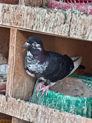 طبات حمام بلدي