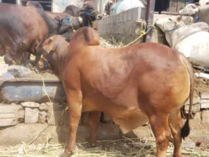 عجول وثيران العيد جميع الاحجام والاشكال والاسعار متوفره لدينا وبضاعه ممتازه جدا