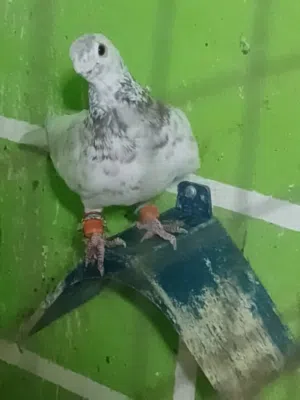 ذباني مستوى عالي