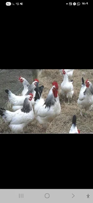 بيض مخصب دجاج ساسوكس