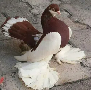 خوان مطلوب حمر بغداديات وجبه برج شكد عدك راسلني
