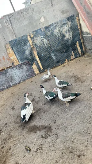 بيع بط بلدي