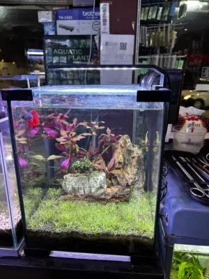 حوض سمك و نباتات طبيعية