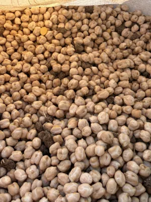 حمص حب نخب النخب