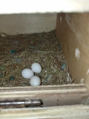 Pal fallow fisher with eggs breeding pair healthy