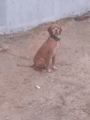 كلب صيد بداية تعليم عمر سنه ونص للبيع او بدل ع شي غير كلاب