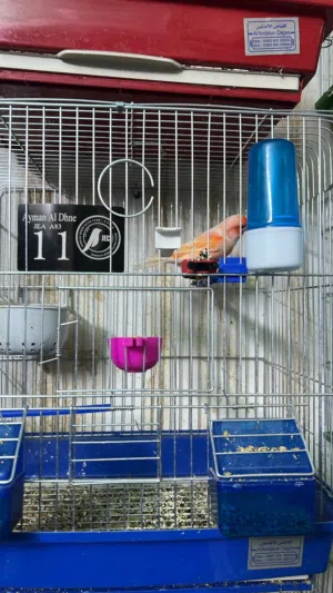 كناري فراخ وفحول