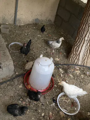 دجاجً عمانيات