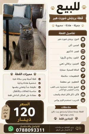 قطة للبيع للجادين فقط