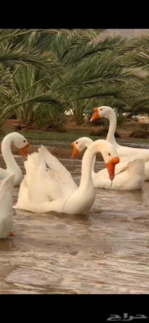 متوفر زوج وز بط بلغاري عمر 3 أشهر و نص خط اول ما مهجن يتميز بنتاج البيض اكقر من 200 بيضه سنوين نوع