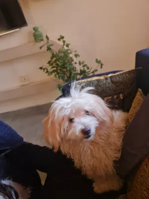 عرض بيع كلبه