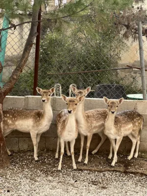 غزلان هولندي للبيع