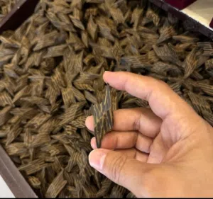 عود تايجر الفيتنامي جودة عالية ريحه وثبات وفوحان ممتاز