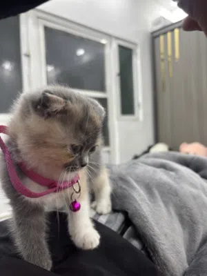 قطه انثى سكوتش فولد