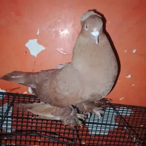 متاح فحل راعب شرط تحاجيل شراويل انطي شرط الشد والتلقيح فحل راقي وحلو