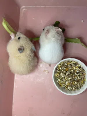 زوج همستر للبيع