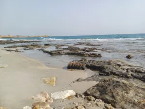 محمد علي 