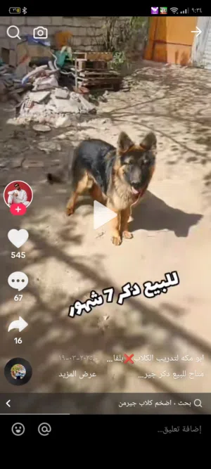 كلب جيرمن شيبرد