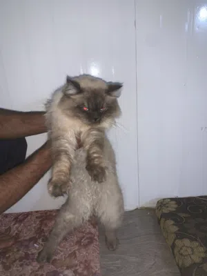 قط شرازي الفصيله مكس