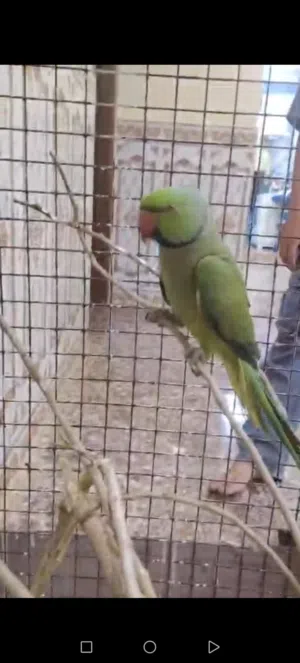 ببغاء دره فحل هندي للبيع