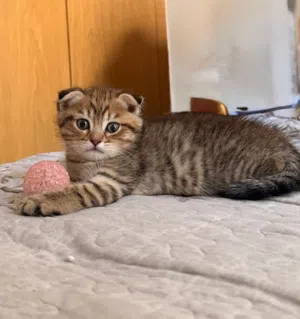 سكوتش فولد العمر 3 شهور Scottish Fold Kittens