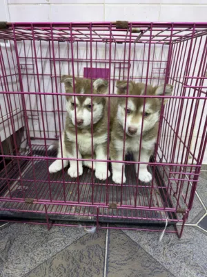 For sale Haske& Pomeraine