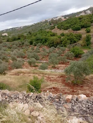 Mixed Use Land for Sale in Ajloun Other