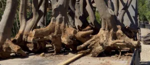 حطب ليمون قرامي