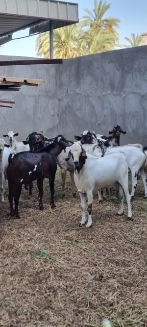جداية إثيوبية