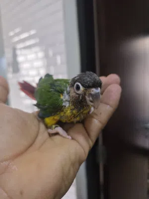 Conure chicks for sale. Those interested can contact me via WhatsApp.