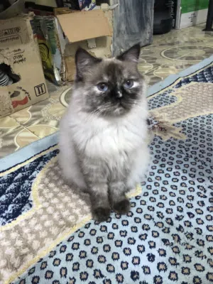 قط سيامي للبيع