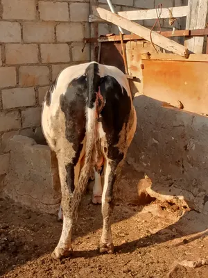 ‏أبقار‏1