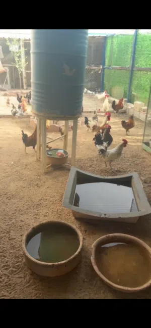للبيع دجاج عربي