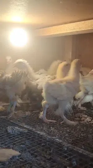 صيصان كوشن للبيع