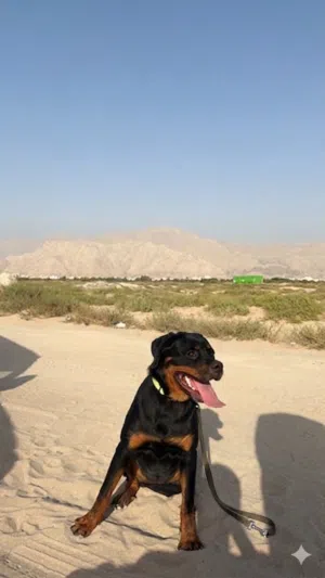 روت وايلرر