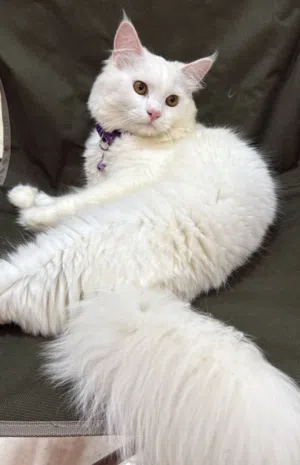 قط شيرازي مهجن ابيض