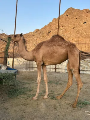 للبيع مجموعة هجن
